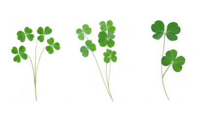 A collection of green clover leaves arranged artistically on a white background. symbolizing luck and nature. ideal for use in seasonal decorations or botanical illustrations