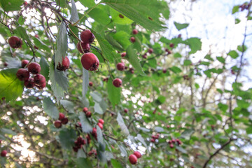 red hawthorn fruits in a home garden. macro photograph of a plant in close-up. wide angle of view. macro landscape. free space.