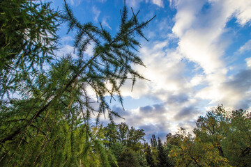 Obraz premium evergreen branch of fir, spruce, pine, against a blue sky with clouds.