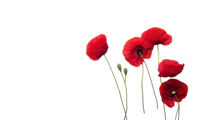 A delicate arrangement of red poppy flowers with green buds. set against a clean white background. creating a serene and minimalistic atmosphere ideal for floral-themed projects