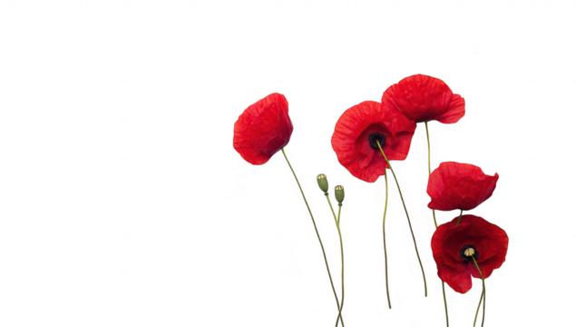 A delicate arrangement of red poppy flowers with green buds. set against a clean white background. creating a serene and minimalistic atmosphere ideal for floral-themed projects