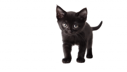 A playful black kitten exploring its surroundings on a clean white background. its curious nature and personality. perfect for pet-related content
