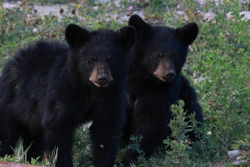 brown bear cub in the grass © Anndrea