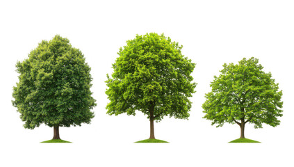 A trio of lush green trees varying sizes and shapes. set against a clean white background. ideal for nature-themed projects. educational materials. or environmental awareness