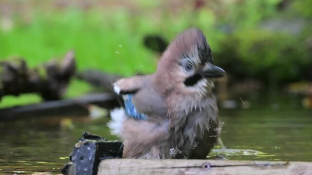 Eurasian jay, Garrulus glandarius, close up, bath, slow motion