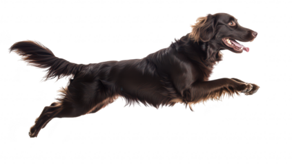 A joyful brown dog leaping through the air in a bright. white studio. its playful spirit and athleticism. perfect for pet-related content and animal photography