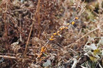 Rustic autumn background with dried sea buckthorn, grass and foliage