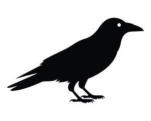 Fototapeta premium Black crow silhouette vector illustration