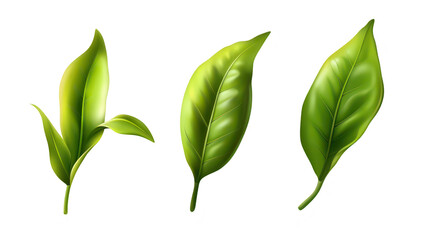Fototapeta premium A illustration of three distinct green tea leaves their unique shapes and textures. ideal for botanical studies or herbal product marketing