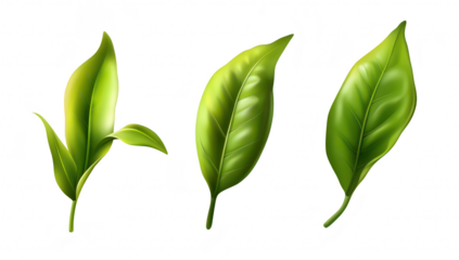 A illustration of three distinct green tea leaves their unique shapes and textures. ideal for botanical studies or herbal product marketing