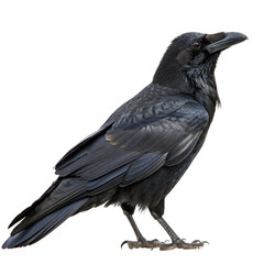 Obraz premium Standing Raven PNG For Nature and Ornithology Use