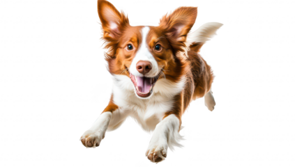 A joyful dog leaping in mid-air with its ears flopping. its playful spirit against a clean white background. perfect for pet-related articles or advertisements