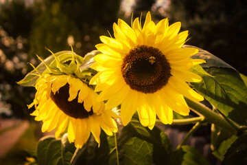Two vibrant sunflowers, one in full bloom with bees, stand tall in a sunny garden, showcasing their...