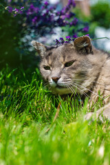 A cat with lavender flowers in the garden. Selective focus.