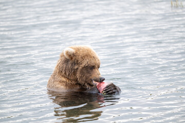 Alaskan brown bear feeding on salmon in Naknek Lake in Katmai Naknek Lake in Katmai National Park, Alaska