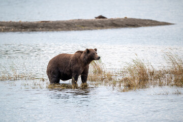 Alaskan brown bear walking along the shore.