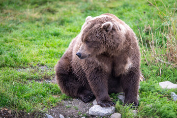 Alaskan brown bear in September in Katmai National Park, Alaska