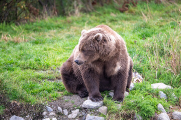 Alaskan brown bear in September in Katmai National Park, Alaska