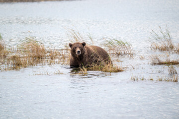 Alaskan brown bear walking along the shore.