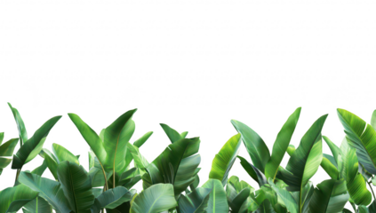 Lush green tropical leaves with foliage creating a natural border against a bright white background. ideal for use in design projects. presentations. and botanical themes