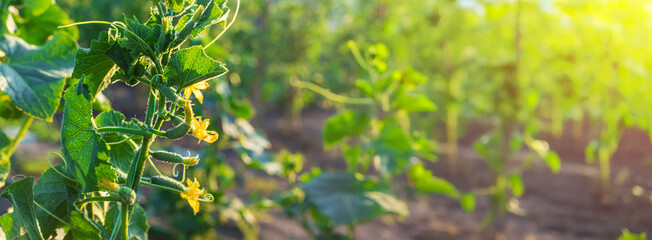 Cucumbers growing in the garden. Selective focus.