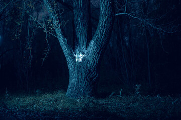 Eerie blue light illuminates a gnarled tree deep within a shadowy forest.