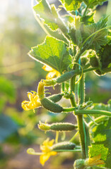 Cucumbers growing in the garden. Selective focus.