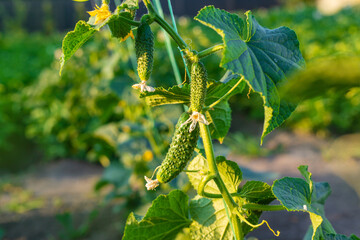 Cucumbers growing in the garden. Selective focus.