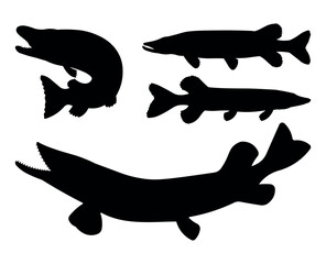 Pike Fish Silhouette Set - Vector Collection of Predator Fish Icons for Fishing, Seafood, and Aquatic Designs