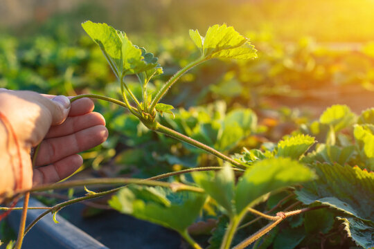 Strawberries sprouted in the garden. Selective focus.