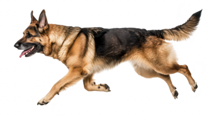 A playful German Shepherd running joyfully across a bright white background. its agility and strength. perfect for animal lovers and pet-related content