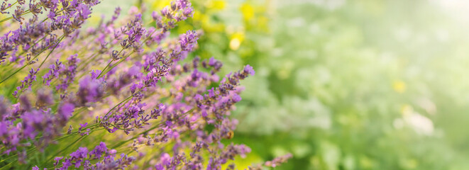 Lavender blooms in the garden. Selective focus.