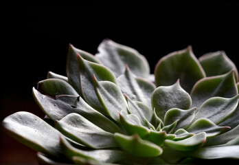 Macro of green succulent plant, cactus