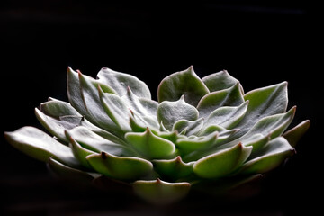 Macro of green succulent plant, cactus