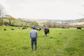Male farmer wearing baseball cap and rubber boots standing in green pasture facing herd of cattle