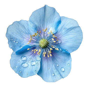 Arctic Poppy