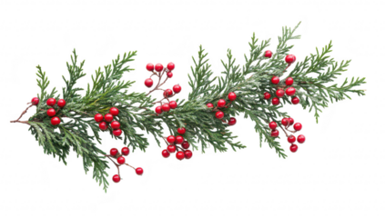 A green pine branch adorned with bright red berries. set against a clean white background. perfect for holiday-themed decorations or seasonal marketing materials