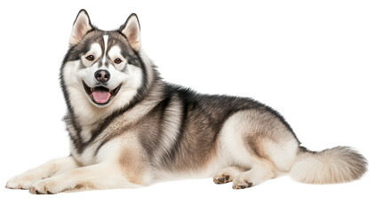 Fototapeta premium A happy. fluffy dog lies comfortably on a white background. its thick fur and playful expression. ideal for pet-related content or animal care themes