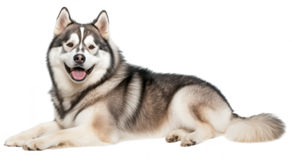 A happy. fluffy dog lies comfortably on a white background. its thick fur and playful expression. ideal for pet-related content or animal care themes