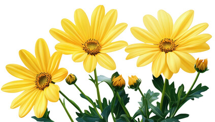 Naklejka premium A display of yellow daisies in full bloom. their intricate petals and lush green leaves. set against a clean white background. perfect for nature-themed designs