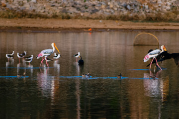 Painted storks and other waterfowl wade in a calm Indian lake at sunset, creating a serene composition.