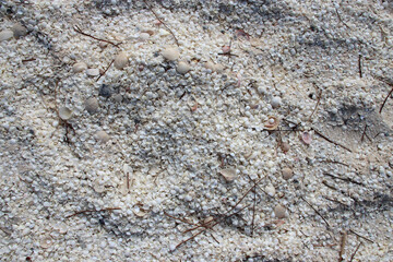 shell beach in western australia