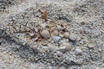 shell beach in western australia