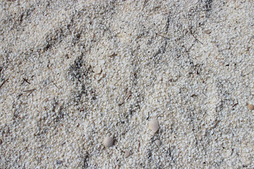 shell beach in western australia