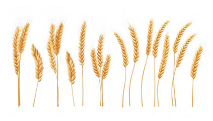 A collection of golden wheat stalks arranged in various positions. symbolizing agriculture and harvest. with a clean white background ideal for educational or promotional use