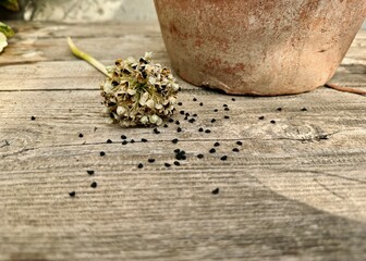 Black Onion Seeds and Dried Flower on Rustic Table – Heirloom Gardening and Seed Preparation