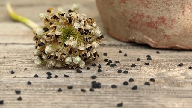 Black Onion Seeds and Dried Flower on Rustic Table &ndash; Heirloom Gardening and Seed Preparation