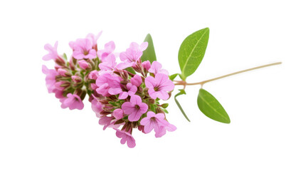 Naklejka premium A delicate cluster of pink flowers with green leaves. elegantly arranged on a clean white background. perfect for nature-themed designs. botanical illustrations. or floral arrangements