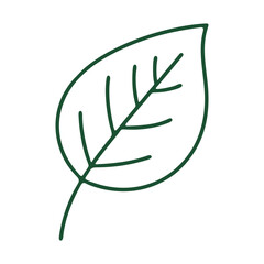 vector illustration of a green leaf