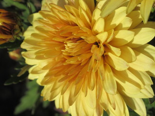 Zbliżenie na piękny kwiat pomarańczowej chryzantemy © Kumulugma